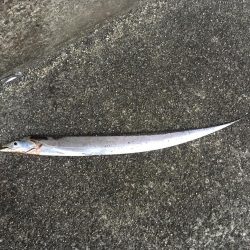 太刀魚連勝継続中