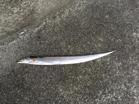 太刀魚連勝継続中