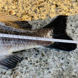 初フカセ！チヌ8枚！！