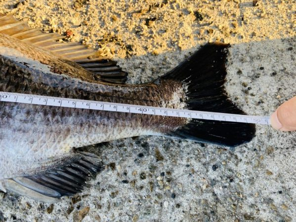 初フカセ！チヌ8枚！！