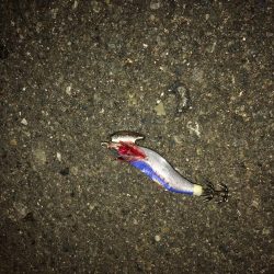 今期 初のヒイカ