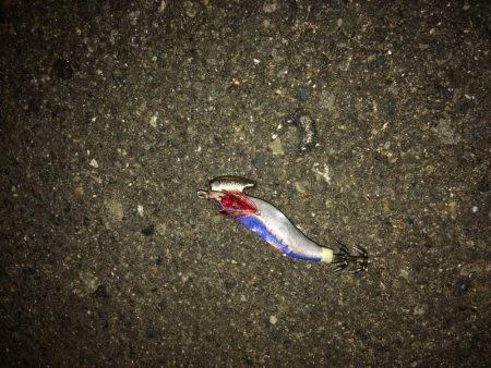 今期 初のヒイカ