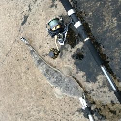 久しぶりの釣果