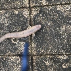 ノマセで釣れたのは