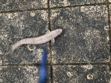 ノマセで釣れたのは