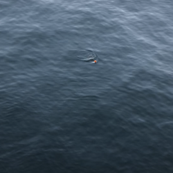 ハマチ釣れたけどアジが…