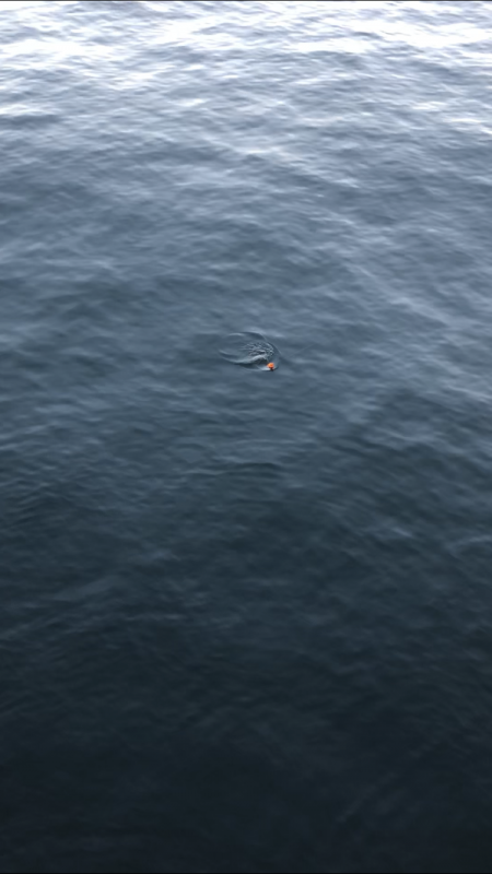 ハマチ釣れたけどアジが…