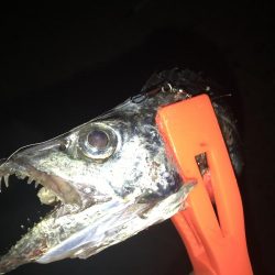 今日は、始めだけでした。