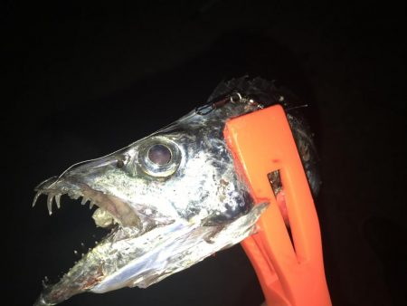 今日は、始めだけでした。