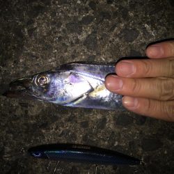 食コンのタチウオ居る？