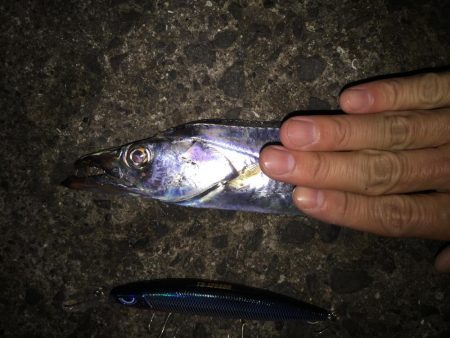 食コンのタチウオ居る?