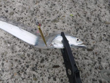 タチウオ終盤