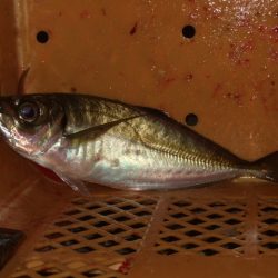 少し大きくなったかな