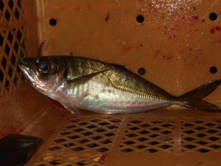 少し大きくなったかな