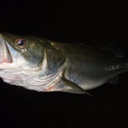 秋の河川シーバス