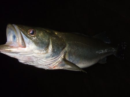 秋の河川シーバス