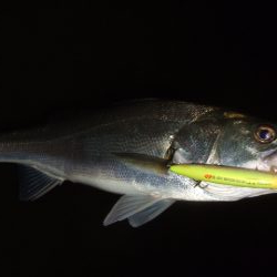 冷え込みで苦戦