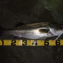 シーズン終盤戦