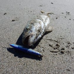 青物まだまだ居ます！