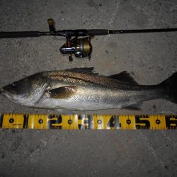 ヘビーウエイトミノーで攻略