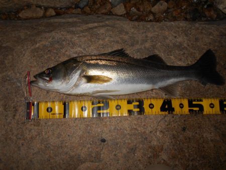 逃がさんっ！！