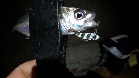 メタルバイブでアジング！！