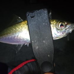 アジを求めて淡路島遠征！！