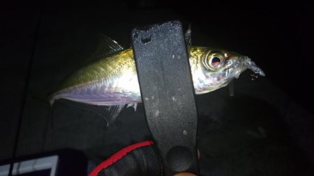 アジを求めて淡路島遠征！！