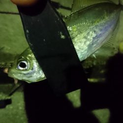 ヒイカがいないのでアジング！！