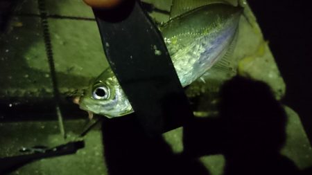 ヒイカがいないのでアジング！！