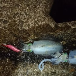 少し大きくなりましたねぇ。