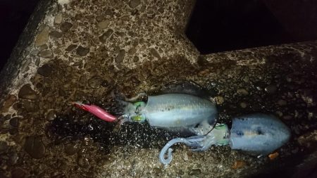 少し大きくなりましたねぇ。