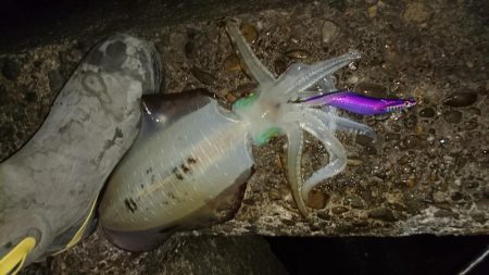 昨日よりサイズUP！