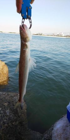 ハマチを求めて…