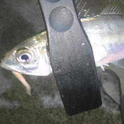 少しだけアジング