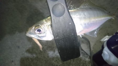 少しだけアジング