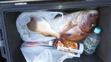 家島真鯛好調‼️…