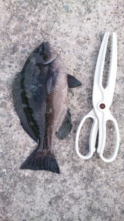 ファミリーフィッシング