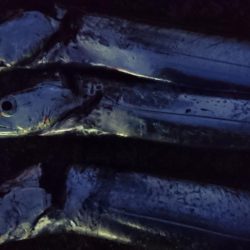 サワラでいいでしょう!