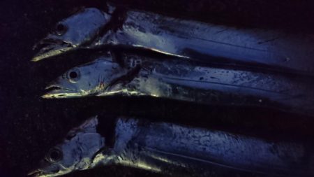 サワラでいいでしょう!