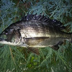 あたり不明確おチヌ