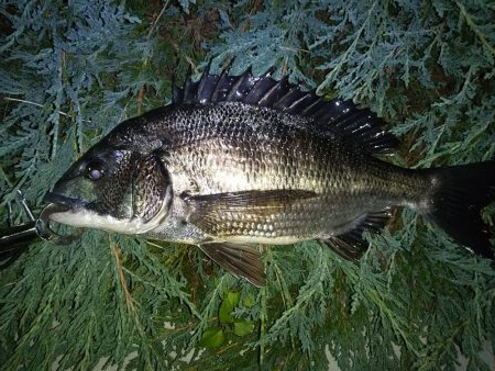 あたり不明確おチヌ