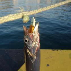 こんな時間に太刀魚が釣れました。