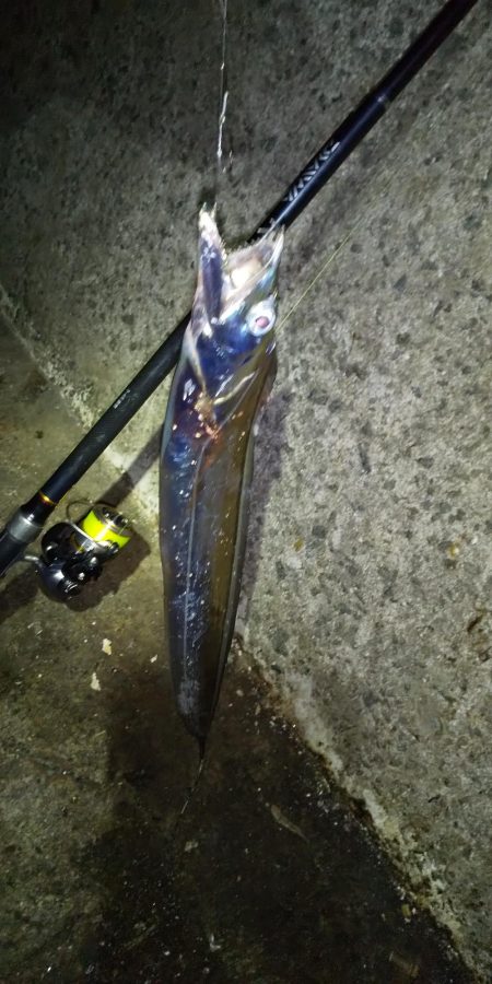 タチウオ以外にも。。。