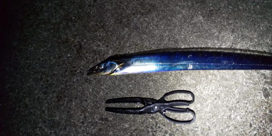 アタリは少ないが良型ぞろい