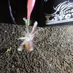 ヒイカエギング