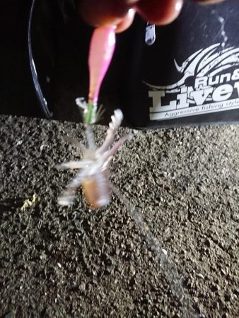 ヒイカエギング