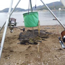 カレイはまだ・・落ちギス良好‼️