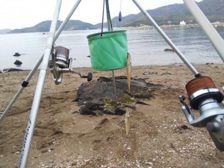 カレイはまだ・・落ちギス良好‼️