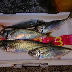 最後の最後に穴子！